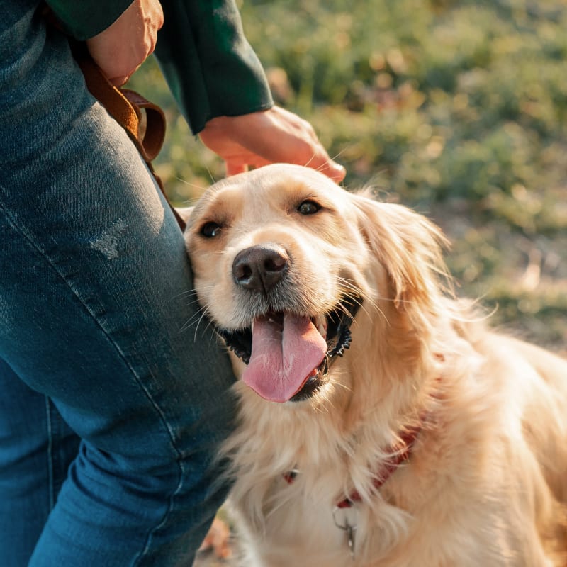 Canine Rehab | Aerowood Animal Hospital